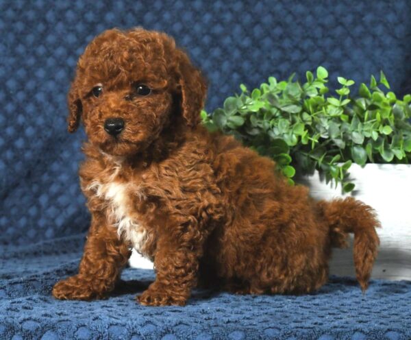 Finn - Image 9