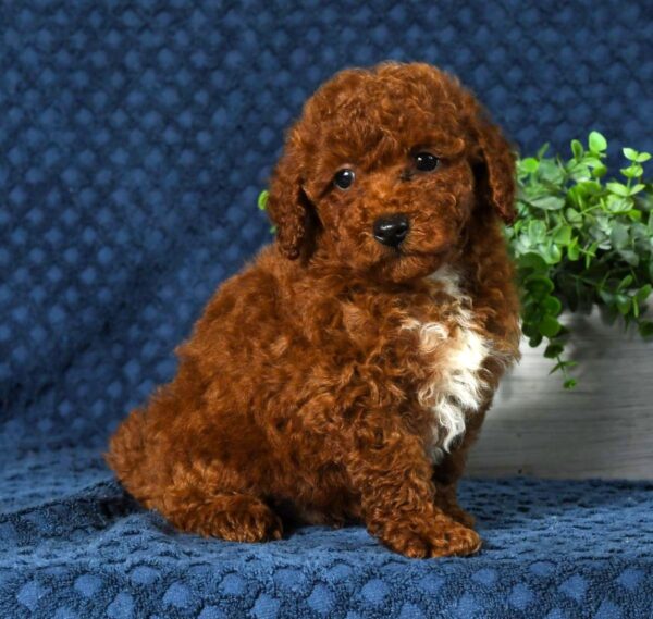 Finn - Image 8