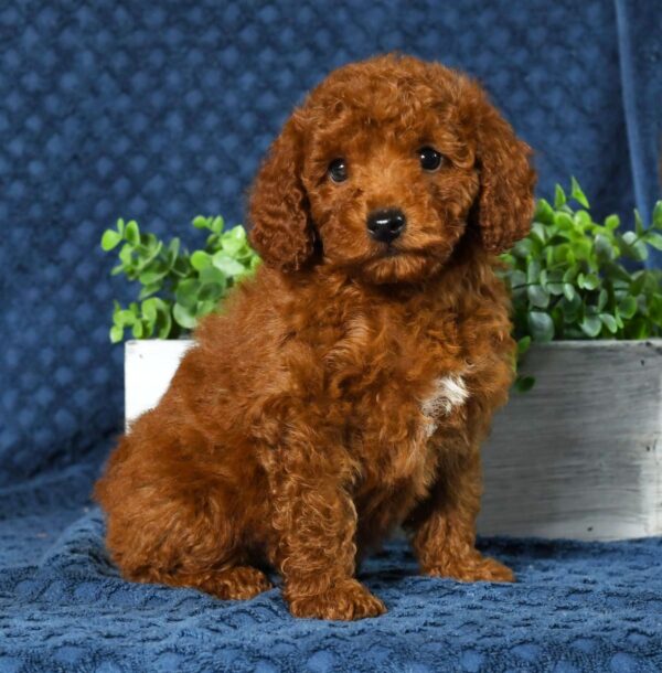Franklin