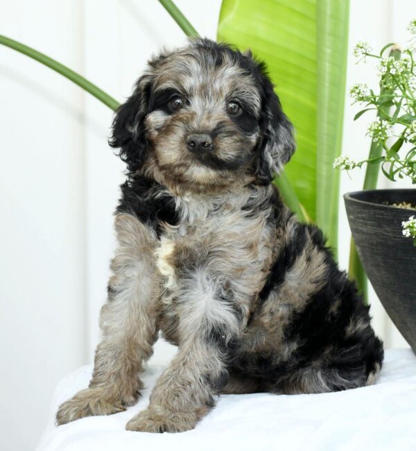 Griffen - Image 9