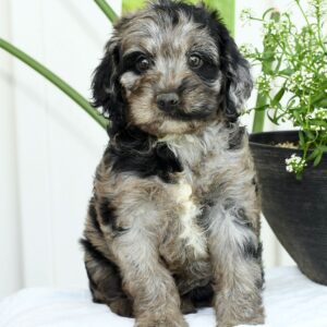 Griffen