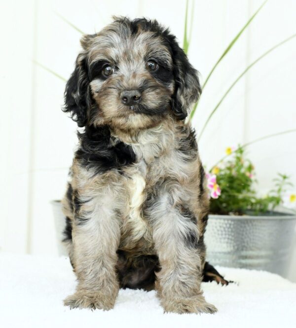 Griffen - Image 6