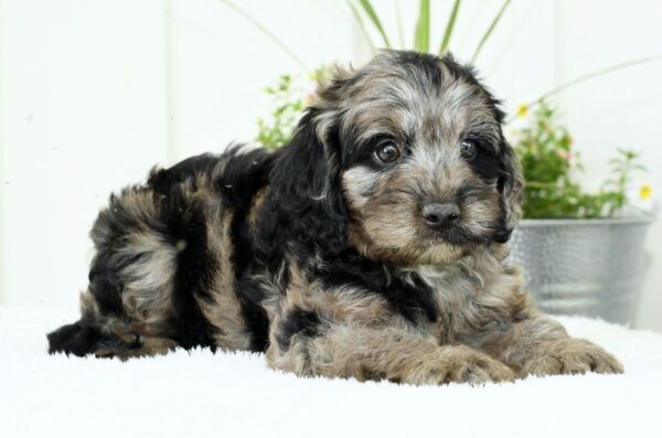 Griffen - Image 5
