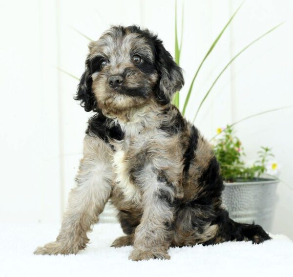 Griffen - Image 4
