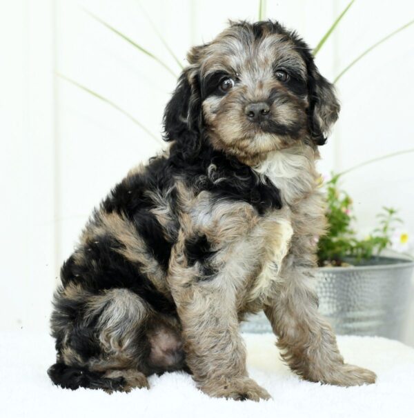 Griffen - Image 3