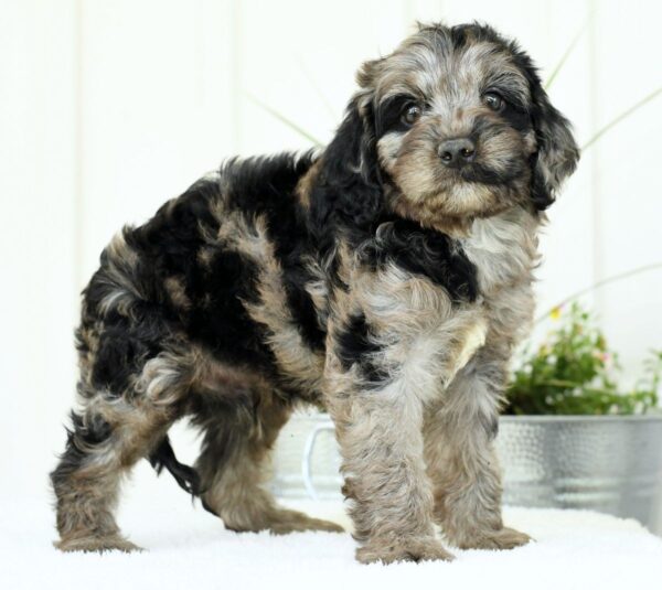 Griffen - Image 2