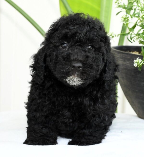 Hank - Image 9
