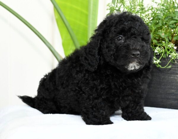 Hank - Image 8