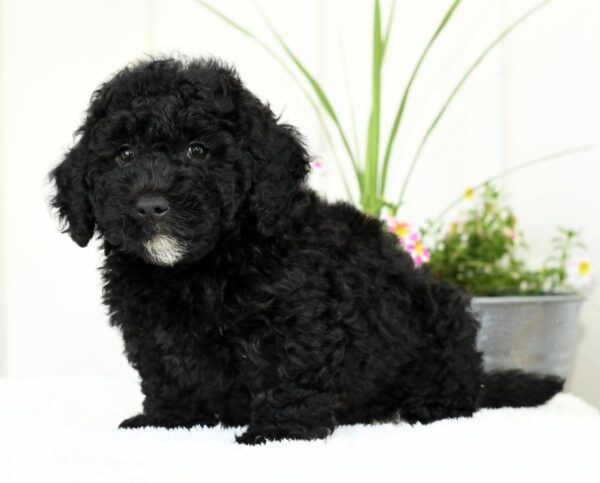 Hank - Image 6