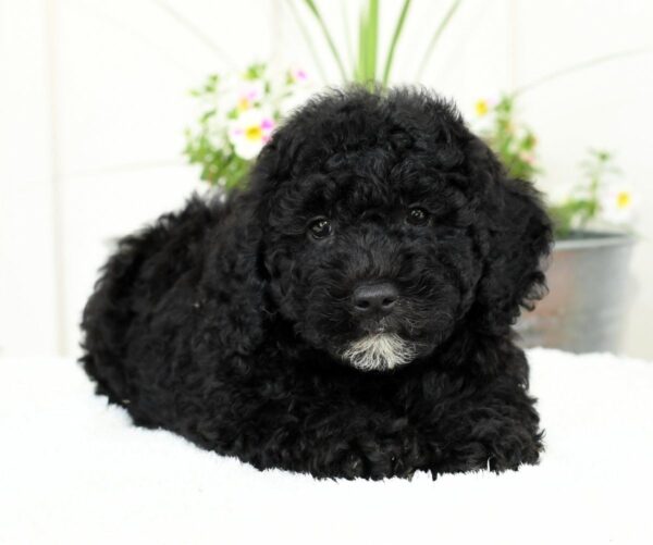 Hank - Image 5