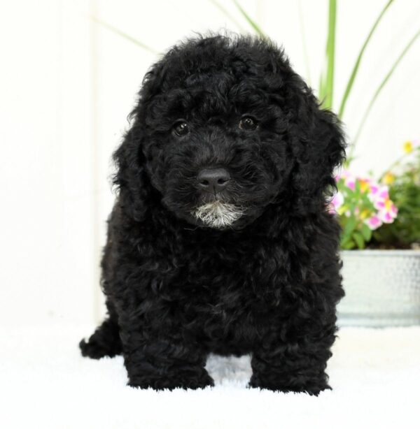 Hank - Image 4