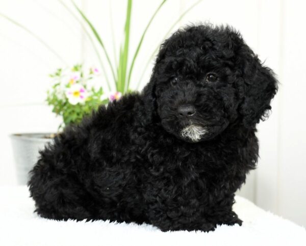 Hank - Image 3