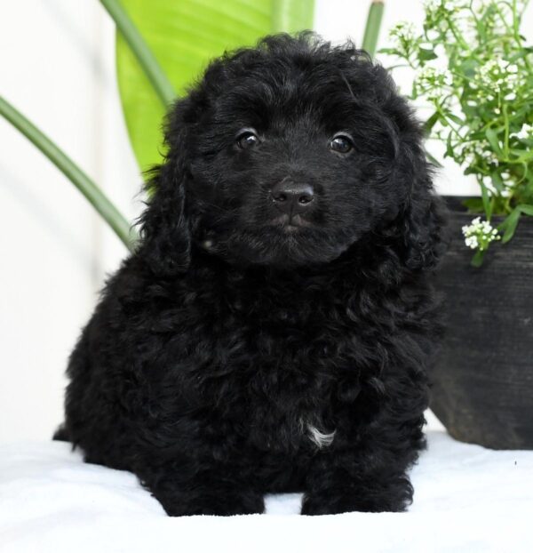 Harry - Image 2