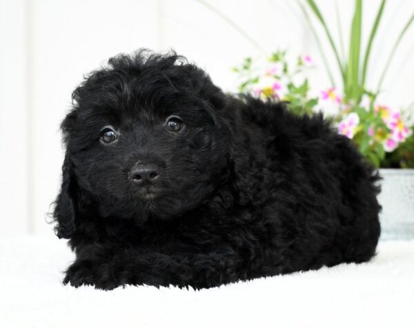 Harry - Image 8