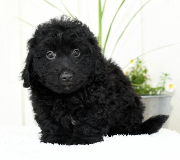 Harry - Image 7