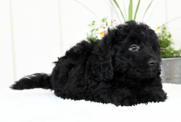Harry - Image 6