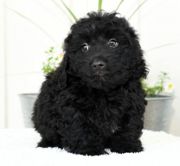Harry - Image 5