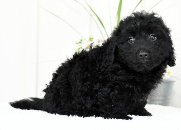 Harry - Image 4