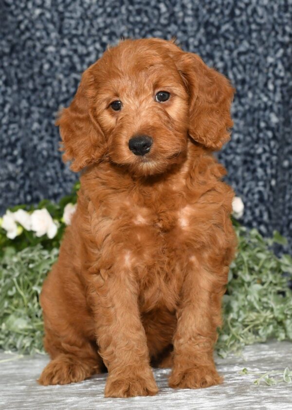 Jaxon - Image 8