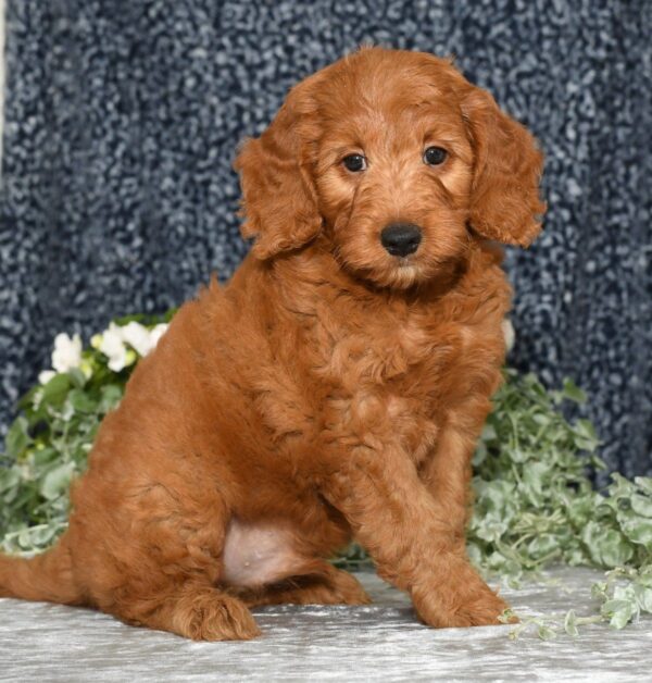 Jaxon - Image 6