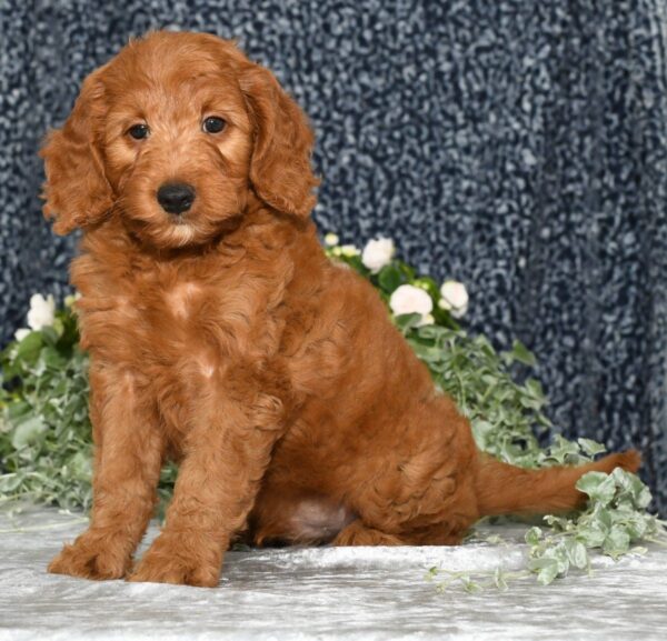 Jaxon - Image 5