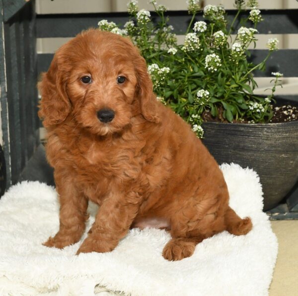 Jaxon - Image 3