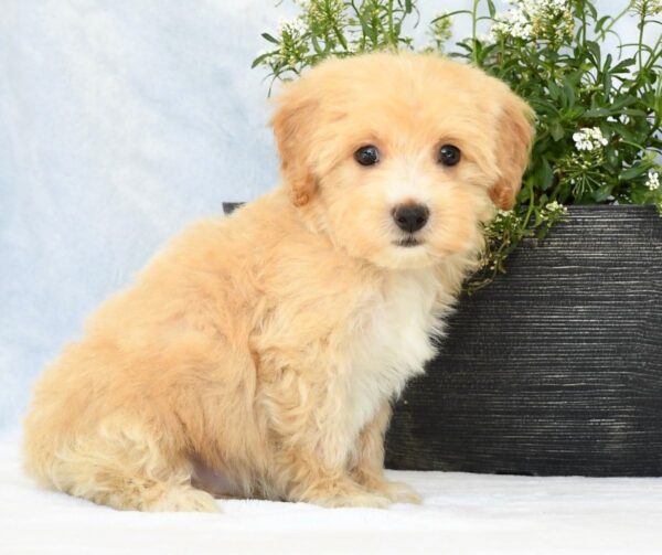 Maggie - Image 9