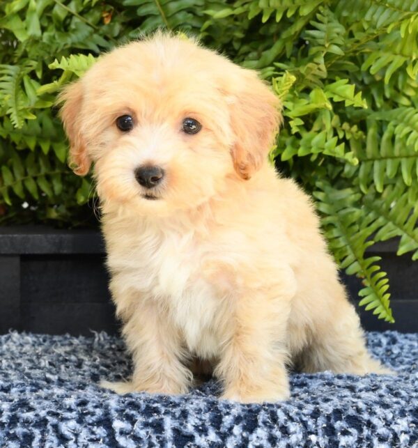 Maggie - Image 5