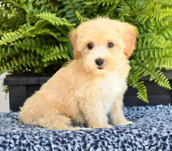 Maggie - Image 4