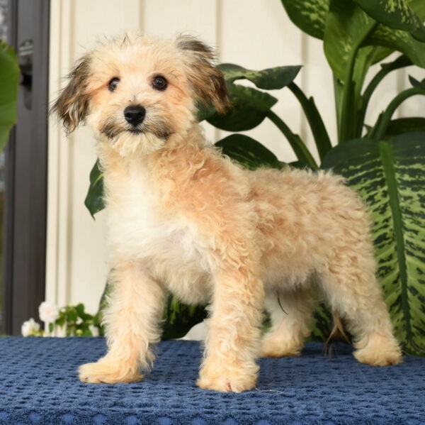 Owen - Image 2