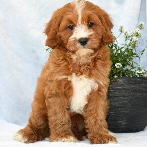 Peanut