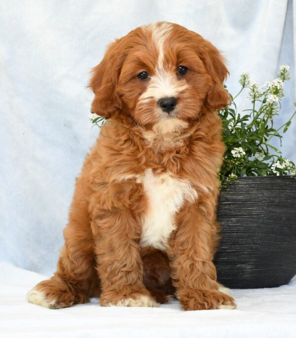 Peanut