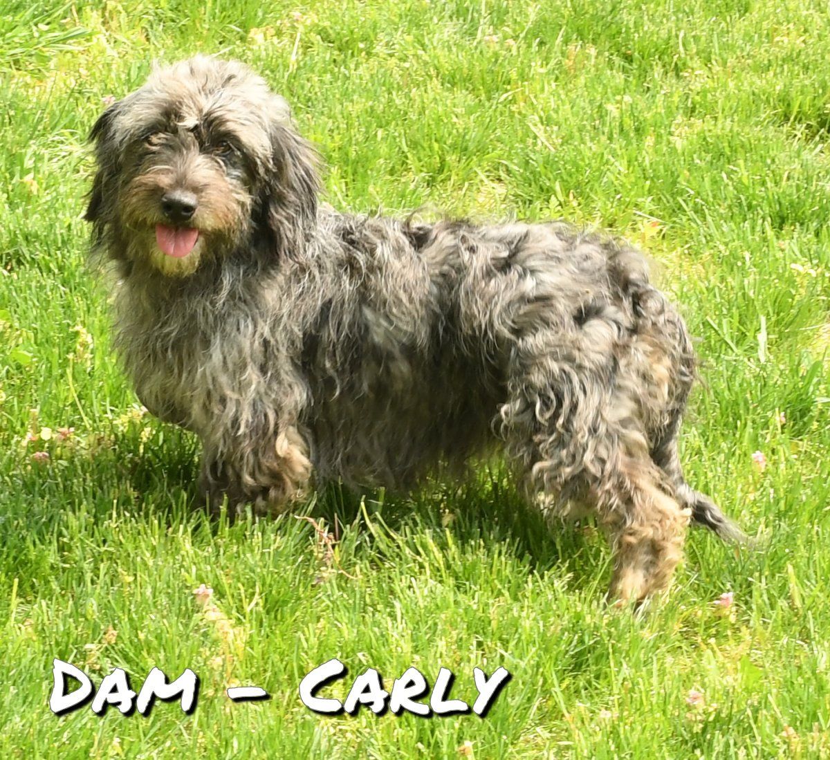 zz-dam-carly-mgd