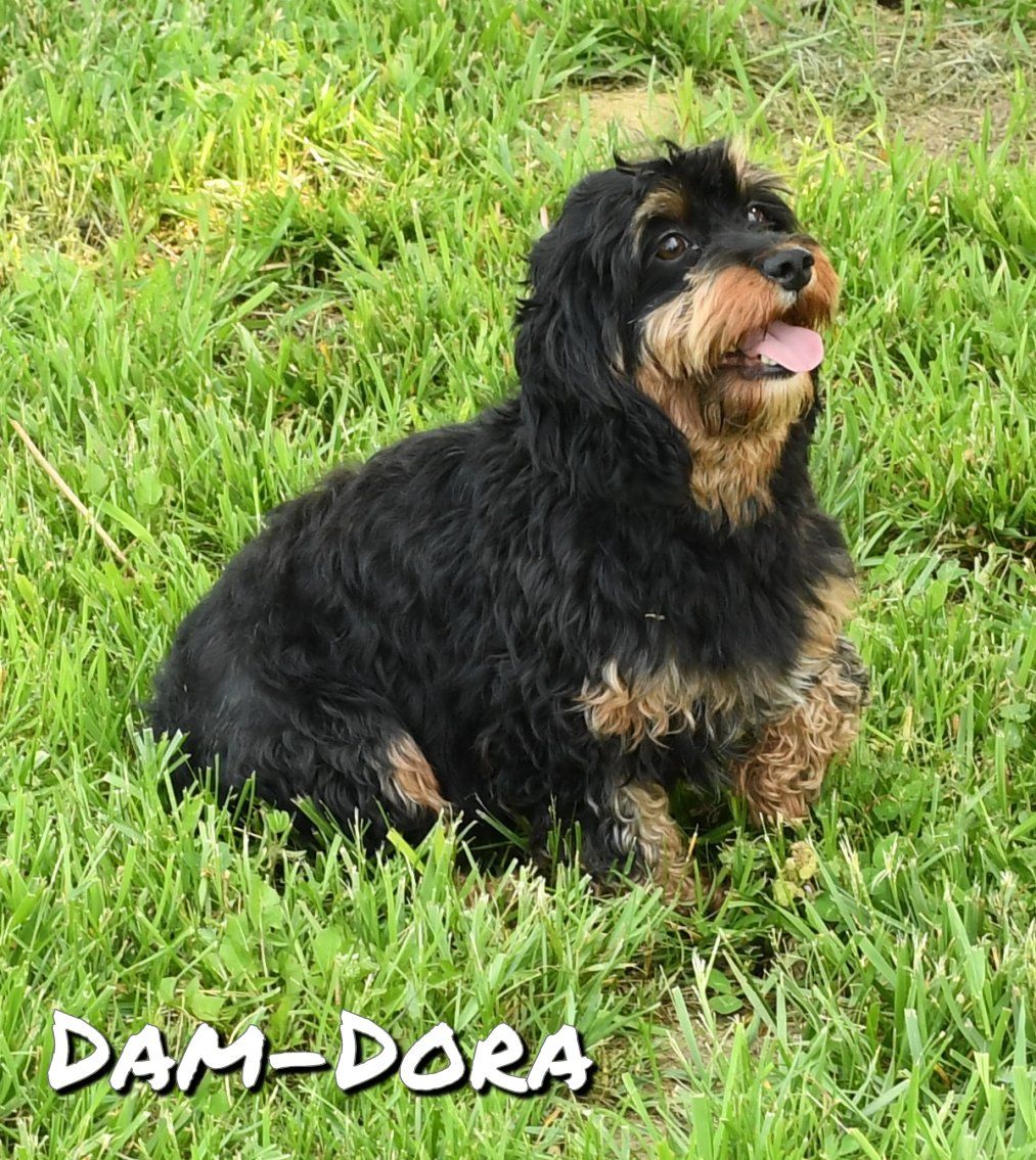 zz-dam-dora-cavapoo