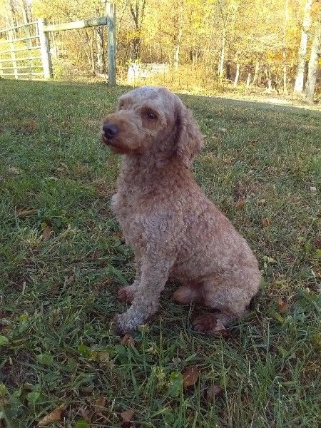 zz-sire-red-mini-poodle