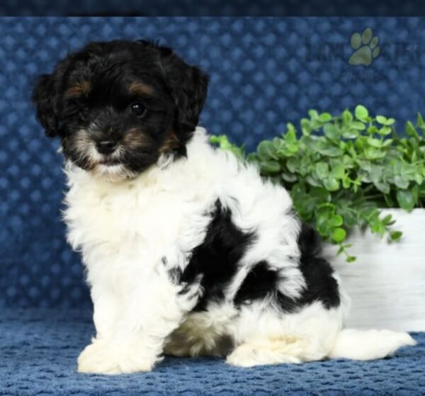 Cooper