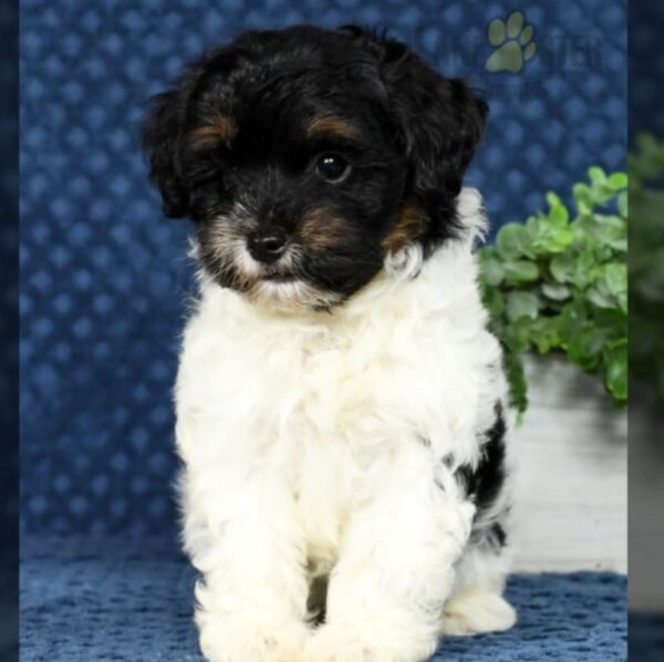 Cooper - Image 3