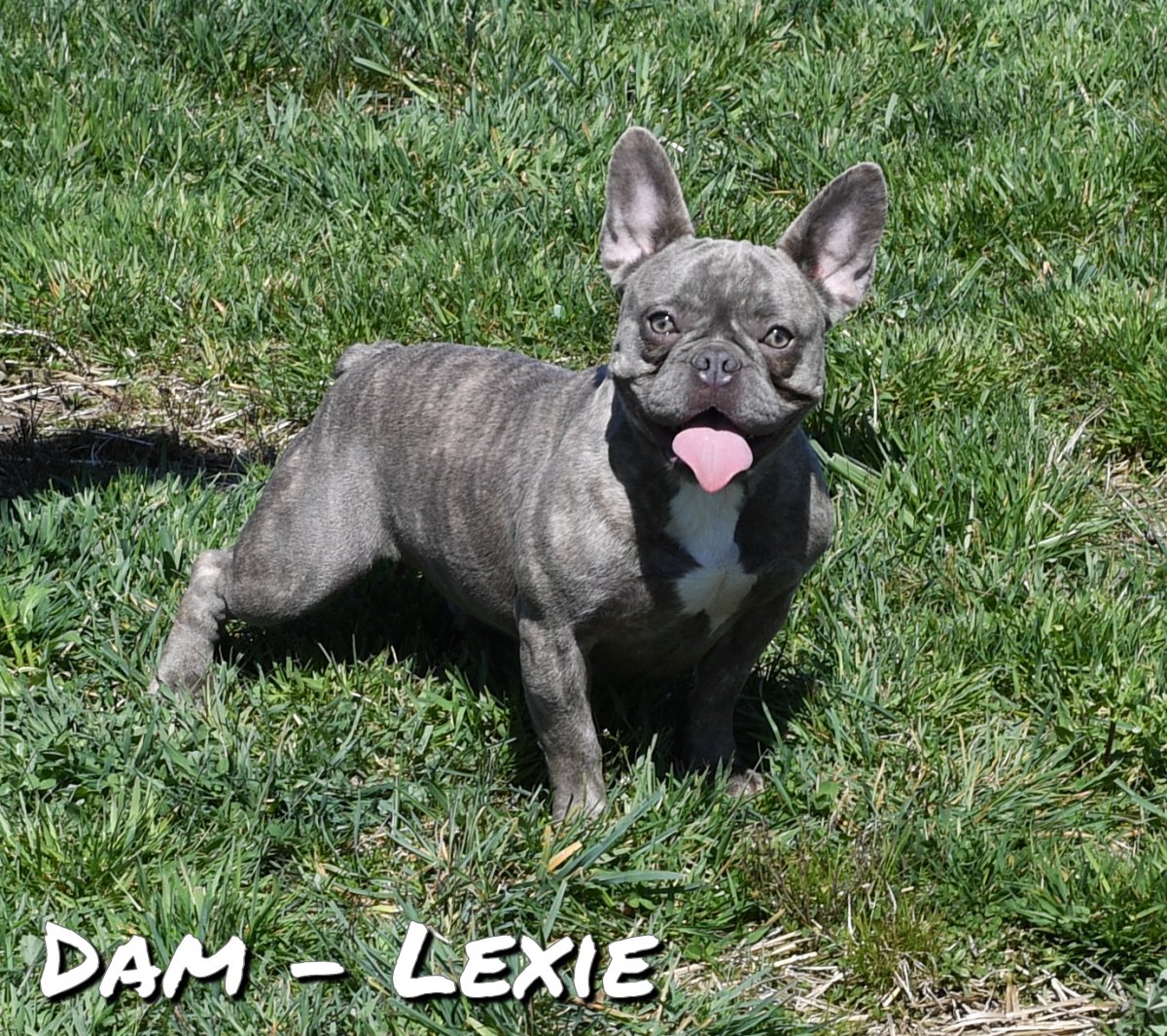 ZZ-Dam-Lexie