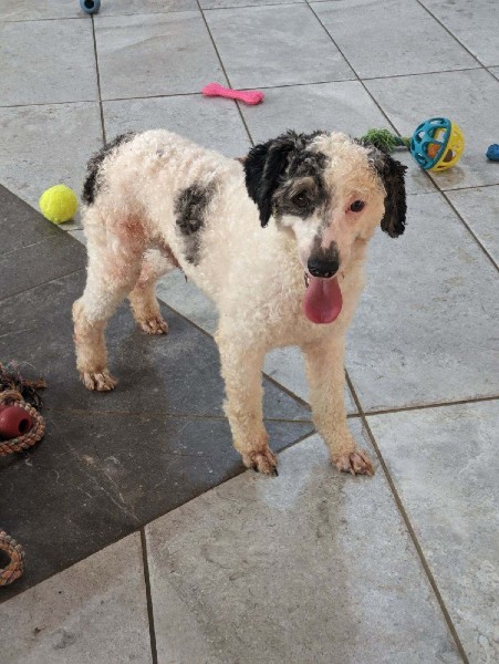 ZZ-SIre-Lance Mini Poodle