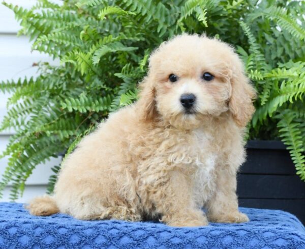 Doogie