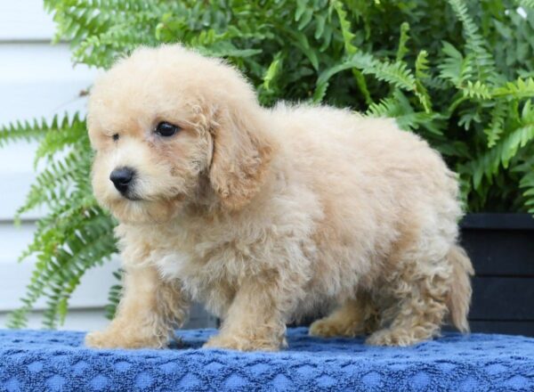 Doogie - Image 6
