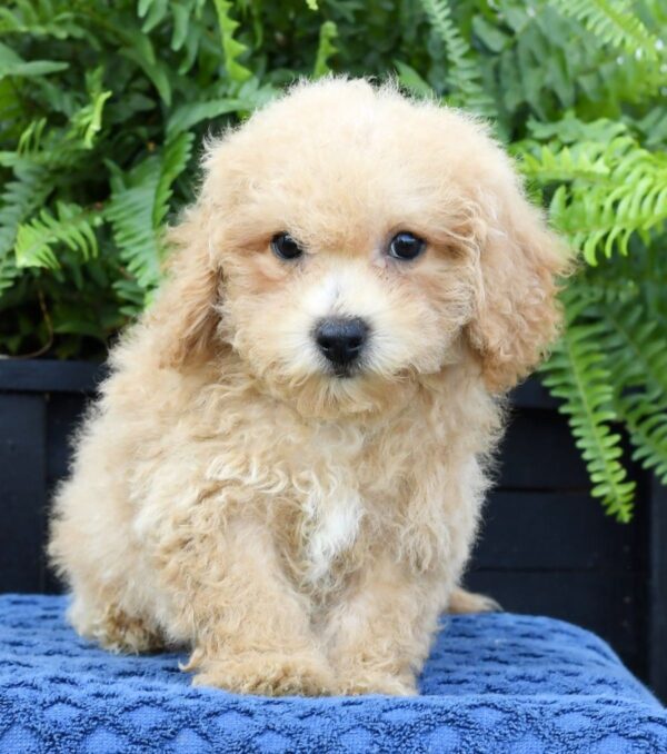 Doogie - Image 5