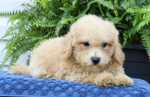 Doogie - Image 4