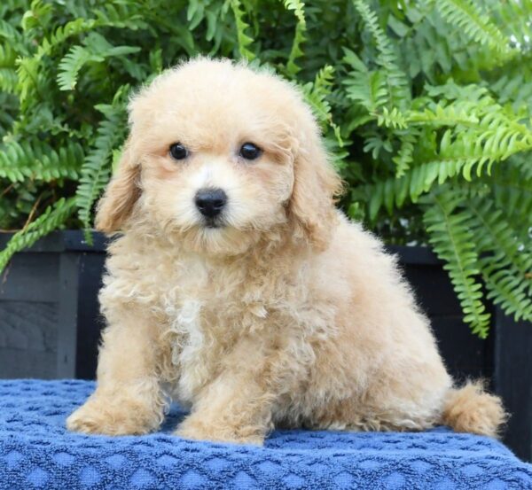 Doogie - Image 3
