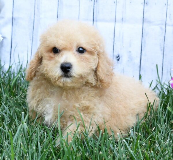Doogie - Image 2