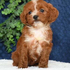 Gracie