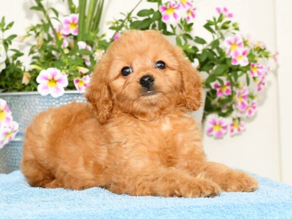 Queenie - Image 7