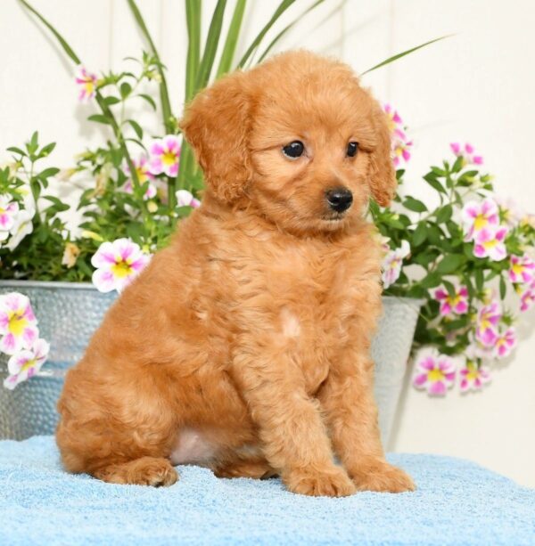 Queenie - Image 6