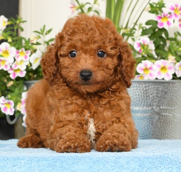 Rhett - Image 11