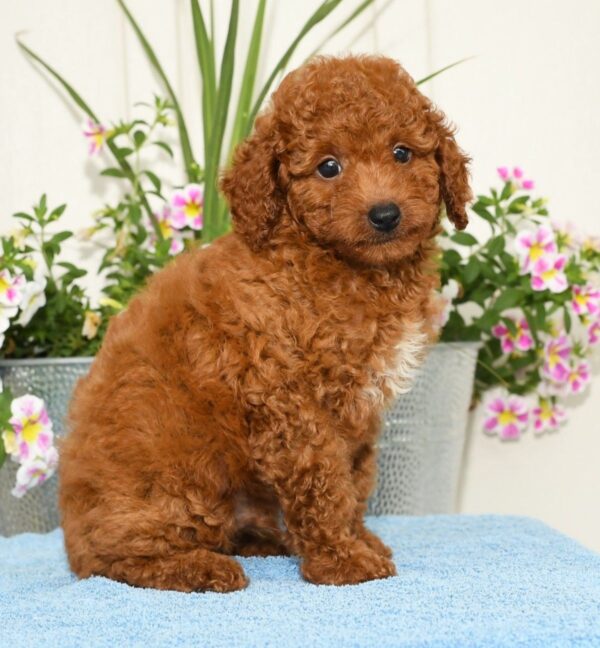 Rhett - Image 8